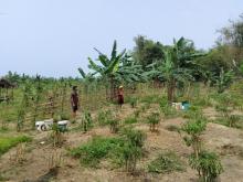 Le potager du surfcamp mentawai